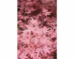 Fächerahorn FloraSelf Acer Palmatum 'Beni-Maiko' H 40-60 Cm Co 4,5 L