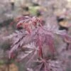 Fächerahorn FloraSelf Acer Palmatum 'Firecracker' H 40-50 Cm Co 4,5 L -FloraSelf Geschäft DV 8 10189300 01 4c DE 20191020022203