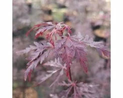 Fächerahorn FloraSelf Acer Palmatum 'Firecracker' H 40-50 Cm Co 4,5 L