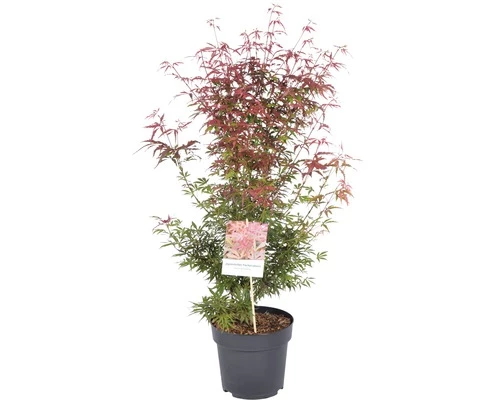 Fächerahorn FloraSelf Acer Palmatum 'Jerre Schwartz' H 40-50 Cm Co 4,5 L 4 Fächerahorn FloraSelf Acer Palmatum 'Jerre Schwartz' H 40-50 Cm Co 4,5 L – Bild 2