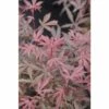 Fächerahorn FloraSelf Acer Palmatum 'Jerre Schwartz' H 40-50 Cm Co 4,5 L -FloraSelf Geschäft DV 8 10189302 02 4c DE 20191020025814