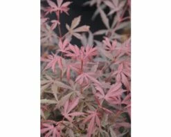 Fächerahorn FloraSelf Acer Palmatum 'Jerre Schwartz' H 40-50 Cm Co 4,5 L