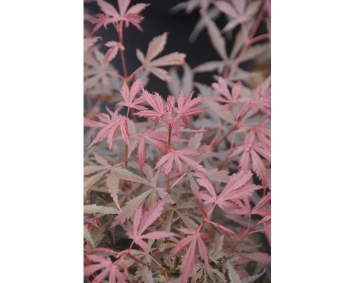 Fächerahorn FloraSelf Acer Palmatum 'Jerre Schwartz' H 40-50 Cm Co 4,5 L 3 Fächerahorn FloraSelf Acer Palmatum 'Jerre Schwartz' H 40-50 Cm Co 4,5 L