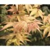 Fächerahorn FloraSelf Acer Palmatum 'Ozakazuki' H 40-60 Cm Co 4,5 L