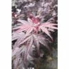 Fächerahorn FloraSelf Acer Palmatum 'Pung Kil' H 40-60 Cm Co 4,5 L -FloraSelf Geschäft DV 8 10189305 01 4c DE 20191020030729
