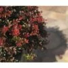 Berberitze FloraSelf Berberis Thunbergii 'Atropurpurea Nana' H 30-40 Cm Co 4,5 L -FloraSelf Geschäft DV 8 10189310 02 4c DE 20191020030942