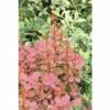 Berberitze FloraSelf Berberis Thunbergii 'Orange Rocket'® H 30-40 Cm Co 4,5 L -FloraSelf Geschäft DV 8 10189313 01 4c DE 20191020031124