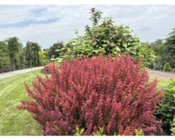 Berberitze FloraSelf Berberis Thunbergii 'Orange Rocket'® H 30-40 Cm Co 4,5 L -FloraSelf Geschäft DV 8 10189313 03 4c DE 20220718091651