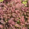 Berberitze FloraSelf Berberis Thunbergii 'Ruby Star' H 30-40 Cm Co 4,5 L -FloraSelf Geschäft DV 8 10189314 01 4c DE 20191020031148