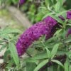Sommerflieder FloraSelf Buddleja Davidii 'Royal Red' H 60-80 Cm Co 4,5 L -FloraSelf Geschäft DV 8 10189317 01 4c DE 20191020031215