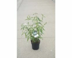 Sommerflieder FloraSelf Buddleja Davidii 'White Profusion' H 60-80 Cm Co 4,5 L