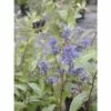 Säckelblume FloraSelf Ceanothus Delilianus 'Topaze' H 40-60 Cm Co 4,5 L -FloraSelf Geschäft DV 8 10189325 01 4c DE 20191020211658