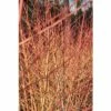 Hartriegel FloraSelf Cornus Sanguineum 'Wintersun' H 50-60 Cm Co 4,5 L -FloraSelf Geschäft DV 8 10189334 01 4c DE 20191020211658
