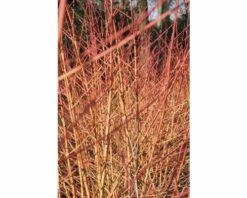 Hartriegel FloraSelf Cornus Sanguineum 'Wintersun' H 50-60 Cm Co 4,5 L