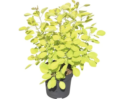 Perückenstrauch FloraSelf Cotinus Coggygria 'Golden Lady' H 40-60 Cm Co 4,5 L 4 Perückenstrauch FloraSelf Cotinus Coggygria 'Golden Lady' H 40-60 Cm Co 4,5 L – Bild 2