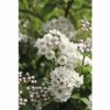 Kompakte Deutzie FloraSelf Deutzia Compacta 'Lavender Time' H 30-40 Cm Co 4,5 L -FloraSelf Geschäft DV 8 10189337 02 4c DE 20191020211658