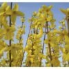 Goldglöckchen FloraSelf Forsythia Intermedia 'Mikador' H 40-60 Cm Co 4,5 L -FloraSelf Geschäft DV 8 10189340 01 4c DE 20191020211659
