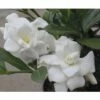 Gardenie FloraSelf Gardenia Jasminoides 'Double Mint' H 30-40 Cm Co 4,5 L -FloraSelf Geschäft DV 8 10189341 01 4c DE 20191020211659