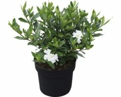 Gardenie FloraSelf Gardenia Jasminoides 'Double Mint' H 30-40 Cm Co 4,5 L -FloraSelf Geschäft DV 8 10189341 02 4c DE 20191022121758