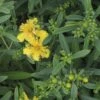 Johanniskraut FloraSelf Hypericum Kalmianum 'Cobaltngold' H 40-50 Cm Co 4,5 L -FloraSelf Geschäft DV 8 10189344 02 4c DE 20191020211659