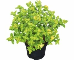 Johanniskraut FloraSelf Hypericum Inodorum 'Magical White' H 40-60 Cm Co 4,5 L -FloraSelf Geschäft DV 8 10189347 01 4c DE 20191022122823