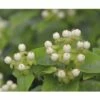 Johanniskraut FloraSelf Hypericum Inodorum 'Magical White' H 40-60 Cm Co 4,5 L -FloraSelf Geschäft DV 8 10189347 02 4c DE 20191020211659