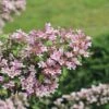 Perlmuttstrauch FloraSelf Kolkwitzia Amabilis 'Pink Cloud' H 50-60 Cm Co 4,5 L -FloraSelf Geschäft DV 8 10189348 01 4c DE 20191020211659