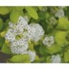 Spierstrauch FloraSelf Spiraea Betulifolia 'Torgold' H 25-30 Cm Co 4,5 L -FloraSelf Geschäft DV 8 10189364 01 4c DE 20191020211659