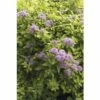 Spierstrauch FloraSelf Spiraea Japonica 'Sundrop' H 30-40 Cm Co 4,5 L -FloraSelf Geschäft DV 8 10189365 01 4c DE 20191020211659