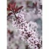 Zwerg-Blutpflaume FloraSelf Prunus Cistena H 60-80 Cm Co 6 L -FloraSelf Geschäft DV 8 10189377 02 4c DE 20191020211659
