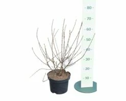 Mandelbäumchen FloraSelf Prunus Triloba H 40-60 Cm Co 6 L -FloraSelf Geschäft DV 8 10189387 02 4c DE 20191022141938