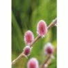 Weide FloraSelf Salix Gracilistyla 'Mount Aso' H 40-60 Cm Co 6 L