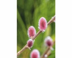 Weide FloraSelf Salix Gracilistyla 'Mount Aso' H 40-60 Cm Co 6 L