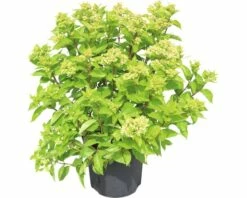 Rispenhortensie FloraSelf Hydrangea Paniculata 'Little Lime' H 50-60 Cm Co 6 L -FloraSelf Geschäft DV 8 10189391 01 4c DE 20191022064759