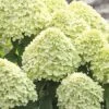 Rispenhortensie FloraSelf Hydrangea Paniculata 'Little Lime' H 50-60 Cm Co 6 L -FloraSelf Geschäft DV 8 10189391 02 4c DE 20191105104652