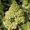 Rispenhortensie FloraSelf Hydrangea Paniculata 'Kilimanjaro' H 50-60 Cm Co 6 L -FloraSelf Geschäft DV 8 10189393 01 4c DE 20191020211659