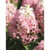 Rispenhortensie FloraSelf Hydrangea Paniculata 'Magical Vesuvio' H 50-60 Cm Co 6 L -FloraSelf Geschäft DV 8 10189394 01 4c DE 20191020211659