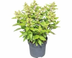Rispenhortensie FloraSelf Hydrangea Paniculata 'Magical Vesuvio' H 50-60 Cm Co 6 L -FloraSelf Geschäft DV 8 10189394 02 4c DE 20191022124652