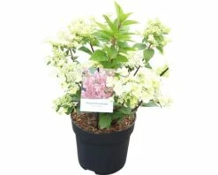 Rispenhortensie FloraSelf Hydrangea Paniculata 'Wim's Red' H 50-60 Cm Co 6 L -FloraSelf Geschäft DV 8 10189396 01 4c DE 20191022121758