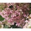 Rispenhortensie FloraSelf Hydrangea Paniculata 'Wim's Red' H 50-60 Cm Co 6 L -FloraSelf Geschäft DV 8 10189396 02 4c DE 20191020211659