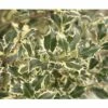 Stechpalme FloraSelf Ilex Aquifolium 'Argentea Marginata' H 40-60 Cm Co 6 L -FloraSelf Geschäft DV 8 10189397 02 4c DE 20191105114751