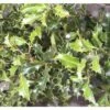 Stechpalme Kugel FloraSelf Ilex Meserveae 'Blue Holly' H 40-60 Cm Co 6 L -FloraSelf Geschäft DV 8 10189399 01 4c DE 20191105114751