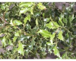 Stechpalme Kugel FloraSelf Ilex Meserveae 'Blue Holly' H 40-60 Cm Co 6 L