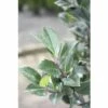 Stechpalme FloraSelf Ilex Meserveae 'Heckenstar' H 40-60 Cm Co 6 L -FloraSelf Geschäft DV 8 10189401 01 4c DE 20191105124750