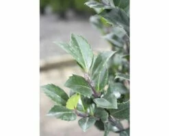 Stechpalme FloraSelf Ilex Meserveae 'Heckenstar' H 40-60 Cm Co 6 L