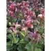 Traubenmyrthe Kugel FloraSelf Leucothoe Axillaris 'Curly Red' H 30-40 Cm Co 6 L -FloraSelf Geschäft DV 8 10189406 01 4c DE 20191105131754