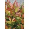 Traubenmyrthe Kugel FloraSelf Leucothoe Axillaris 'Red Lips' H 30-40 Cm Co 6 L -FloraSelf Geschäft DV 8 10189408 01 4c DE 20191105131754