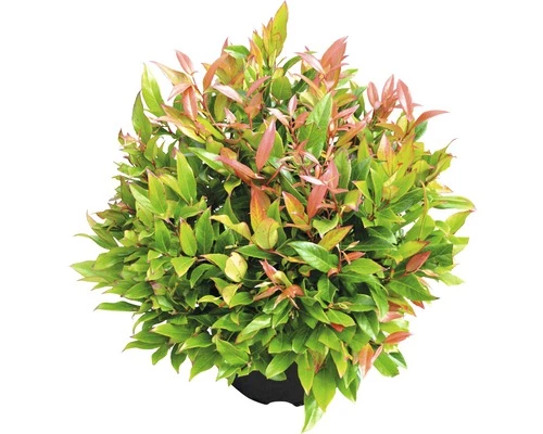 Traubenmyrthe Kugel FloraSelf Leucothoe Axillaris 'Red Lips' H 30-40 Cm Co 6 L 4 Traubenmyrthe Kugel FloraSelf Leucothoe Axillaris 'Red Lips' H 30-40 Cm Co 6 L – Bild 2