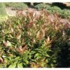 Traubenmyrthe Kugel FloraSelf Leucothoe Keiskei 'Royal Ruby' H 30-40 Cm Co 6 L -FloraSelf Geschäft DV 8 10189412 01 4c DE 20191105131754