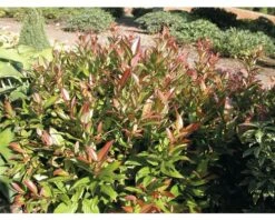 Traubenmyrthe Kugel FloraSelf Leucothoe Keiskei 'Royal Ruby' H 30-40 Cm Co 6 L